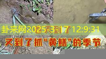 抓黄鳝的梦，财运会有转机？
