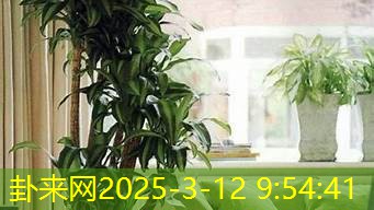 家庭植物摆放风水解答所有疑问​